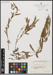 Foto von Salix acmophylla Boiss.